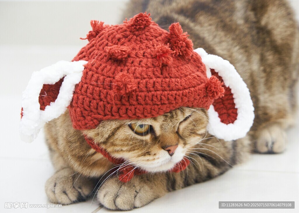 戴红帽萌猫