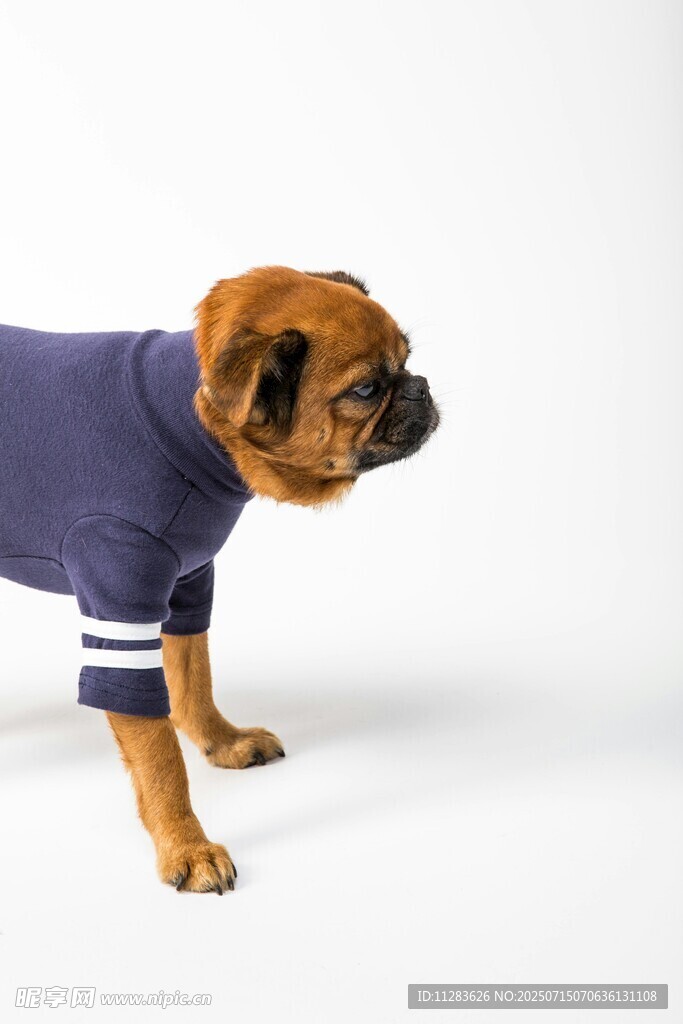 穿着卫衣的可爱斗牛犬