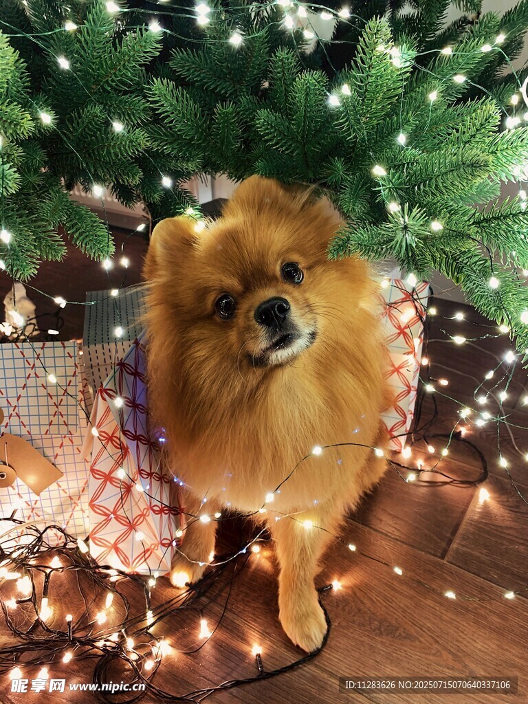 圣诞氛围中的可爱博美犬