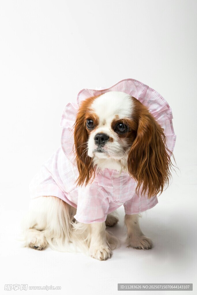 穿粉衣的可爱查尔斯王小猎犬