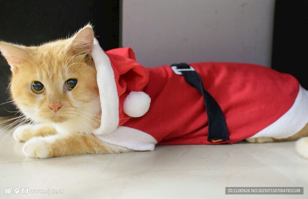 穿圣诞装的可爱猫咪