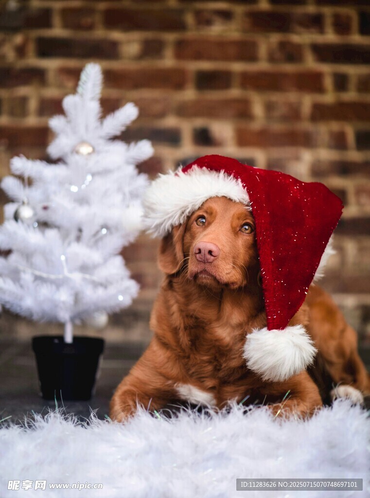 戴圣诞帽的可爱金毛犬