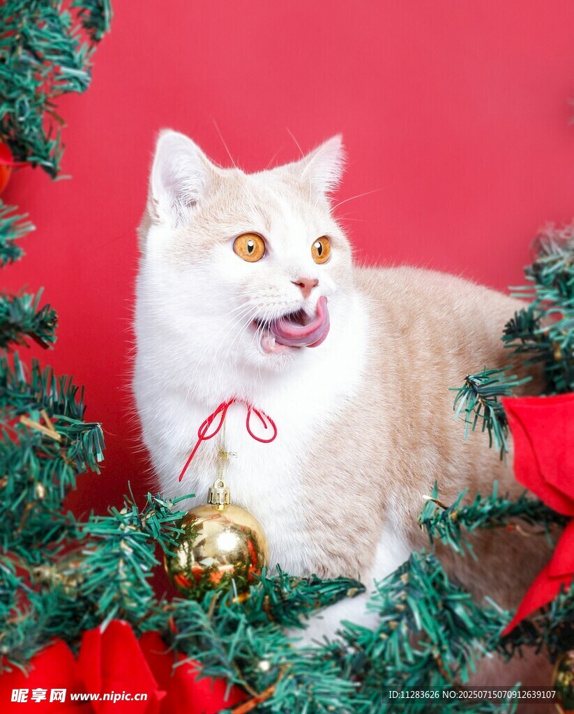 圣诞树下张嘴的可爱猫咪