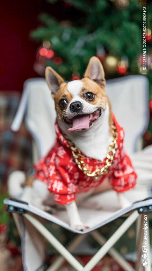 穿红衣的萌犬坐椅子上