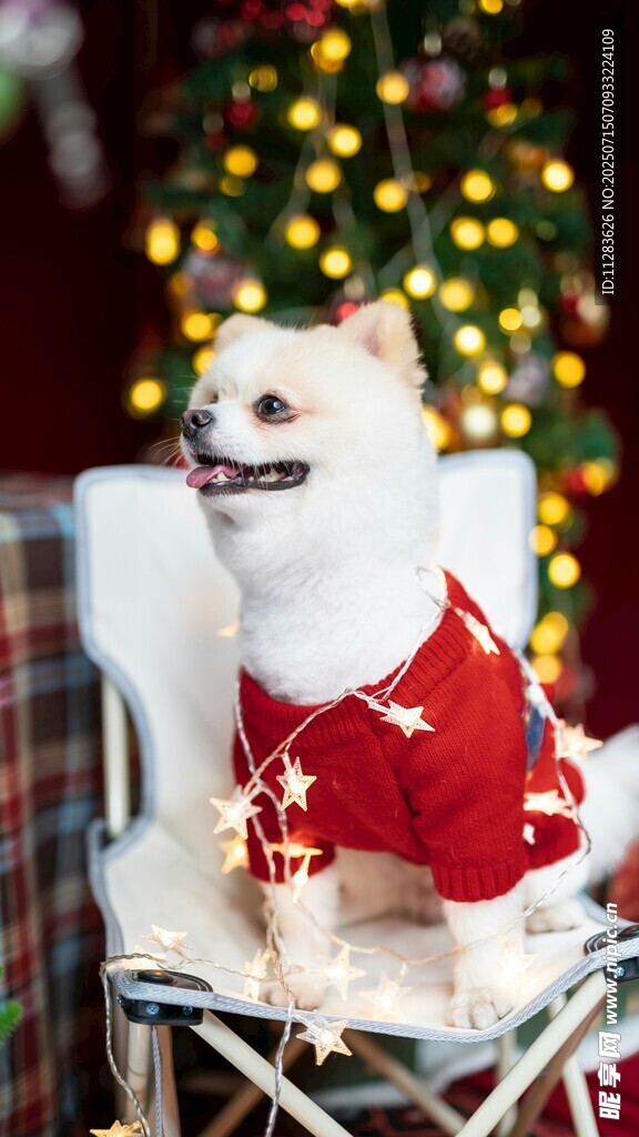穿红衣的萌犬迎圣诞