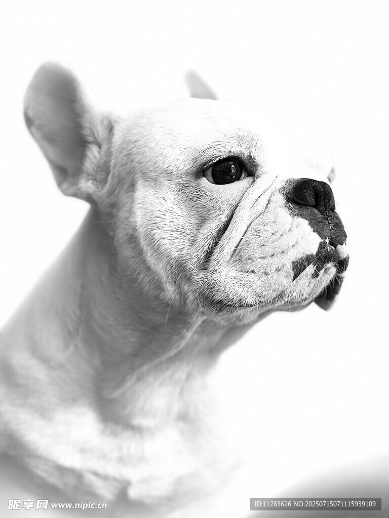 法国斗牛犬特写