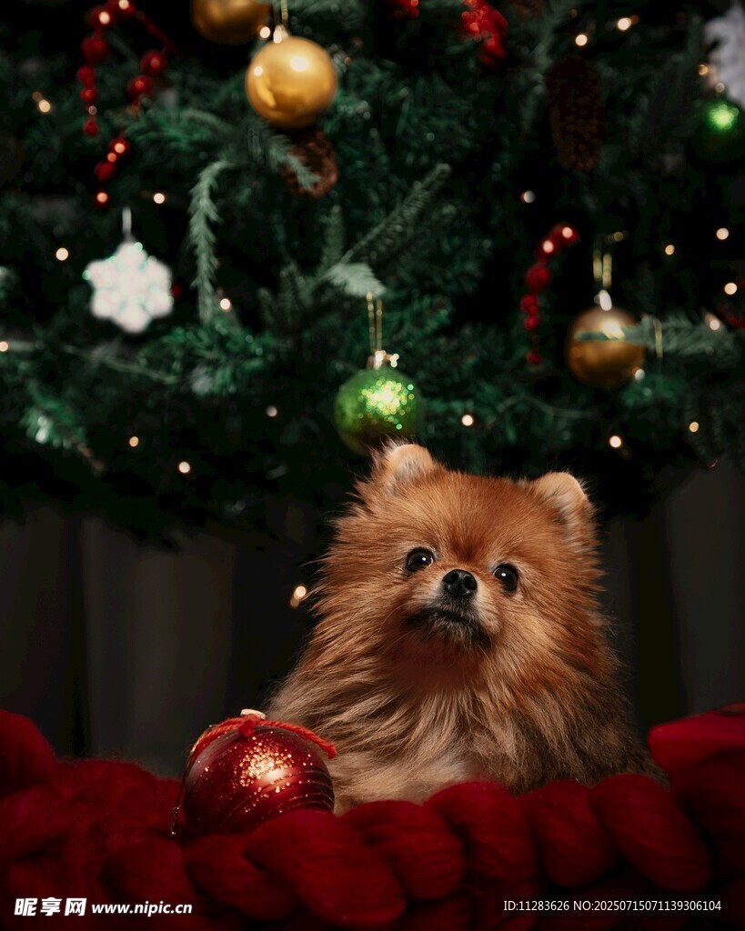 博美犬与圣诞装饰的温馨画面