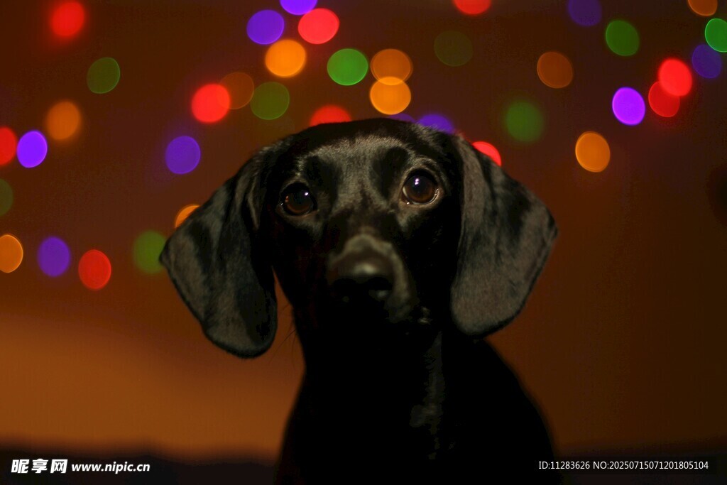 彩灯前的可爱黑犬