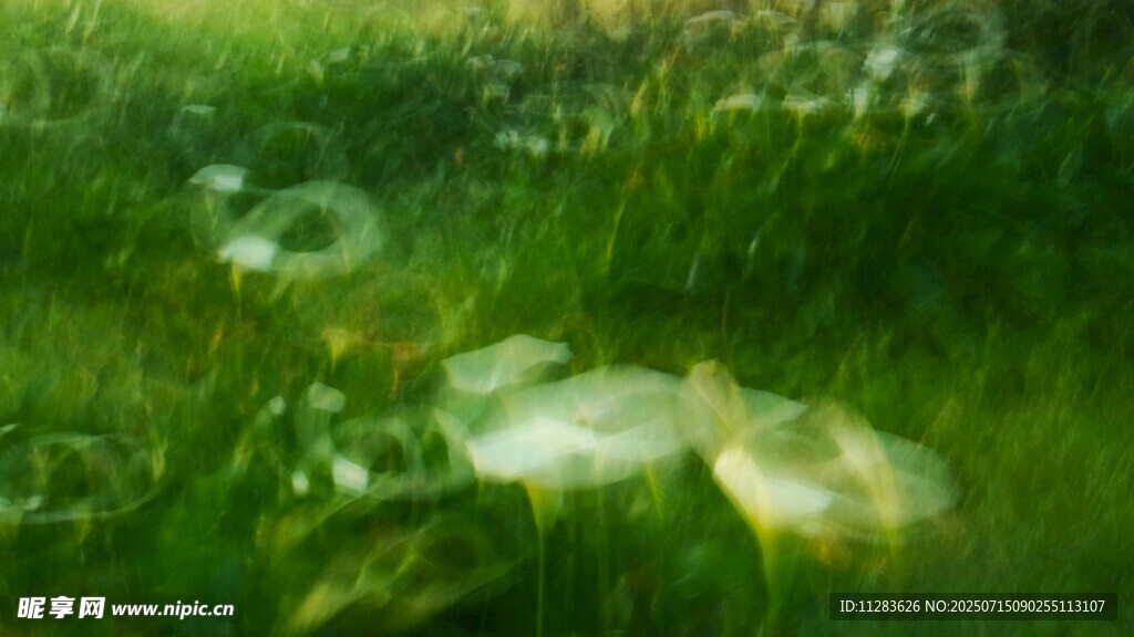 绿意盎然的水生植物景观