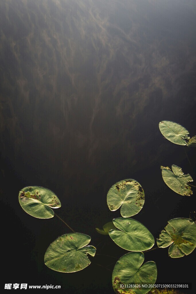 水面漂浮的绿色荷叶