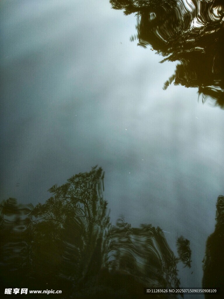 透过枝叶见天光