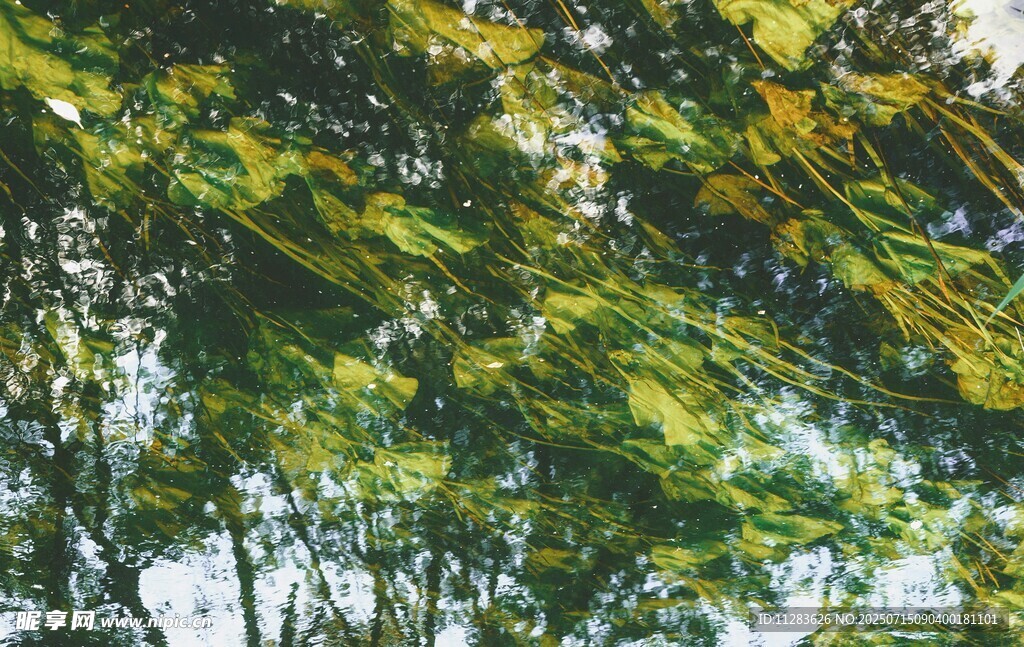 湖水绿树倒影