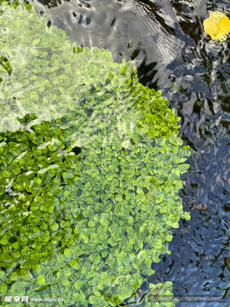 水面漂浮的多彩水生植物