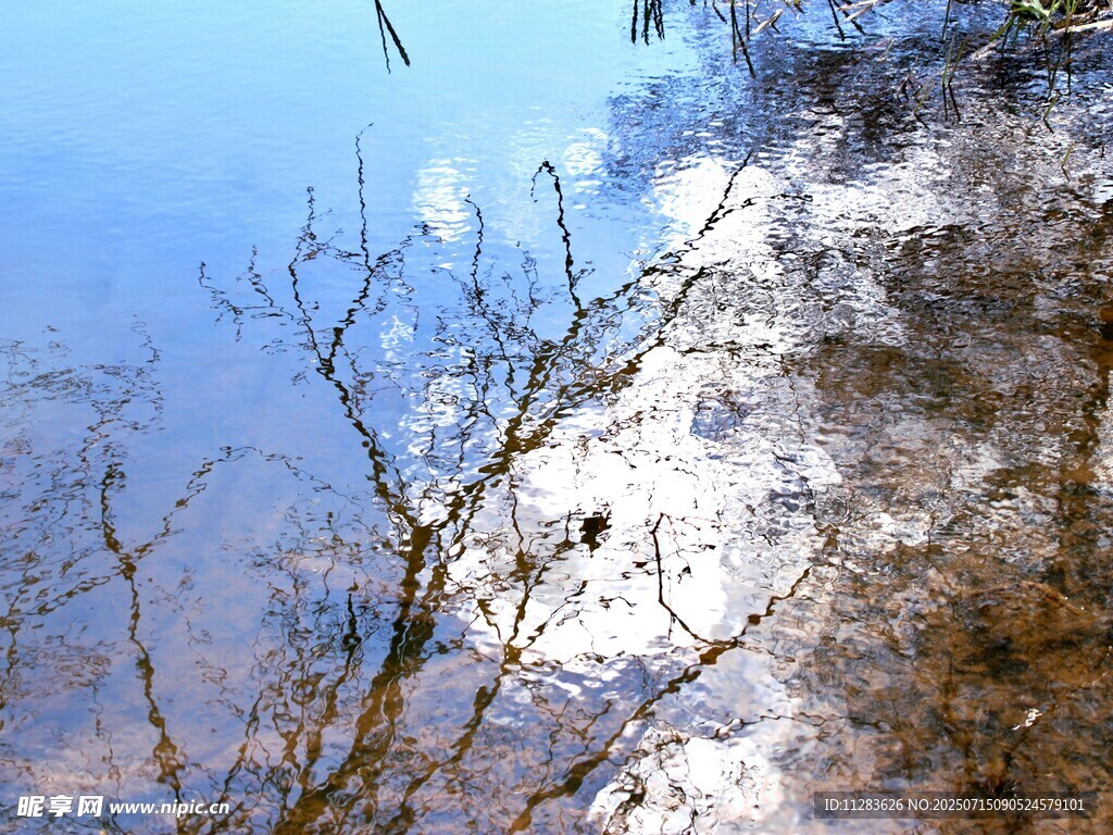 冬日枯树与蓝天景象