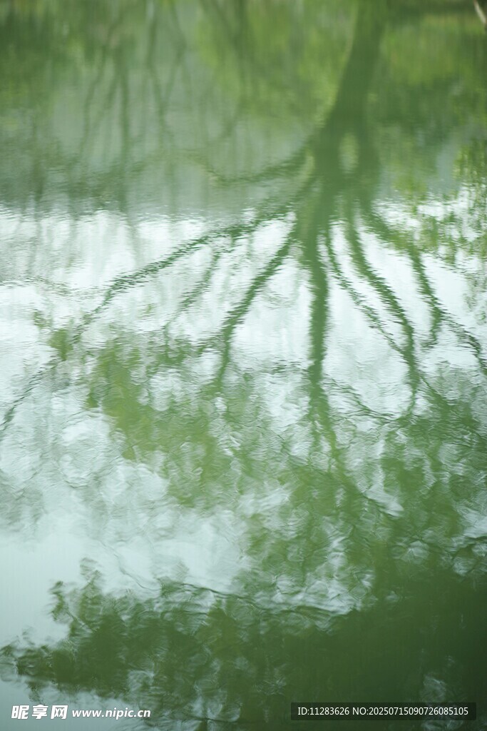 水中树枝倒影的静谧画面