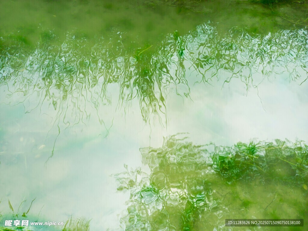 水面倒映的翠绿柳枝