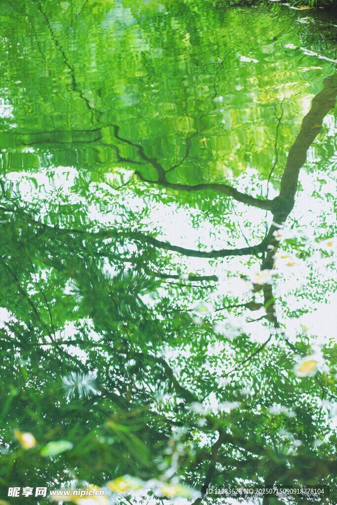 绿意盎然的林间水面景象