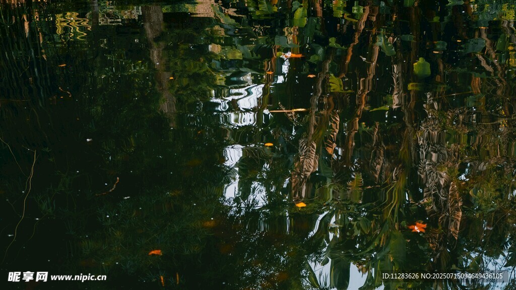 水中倒影的多彩树林