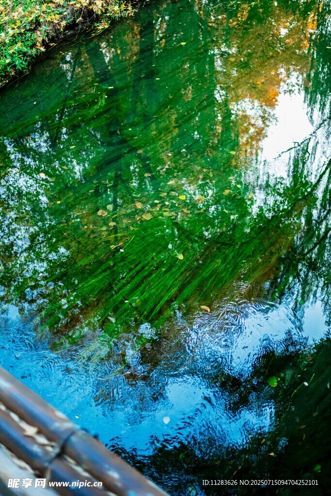 清澈溪水下的翠绿水草