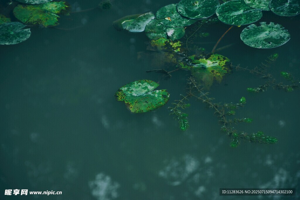 水中荷叶的静谧景致