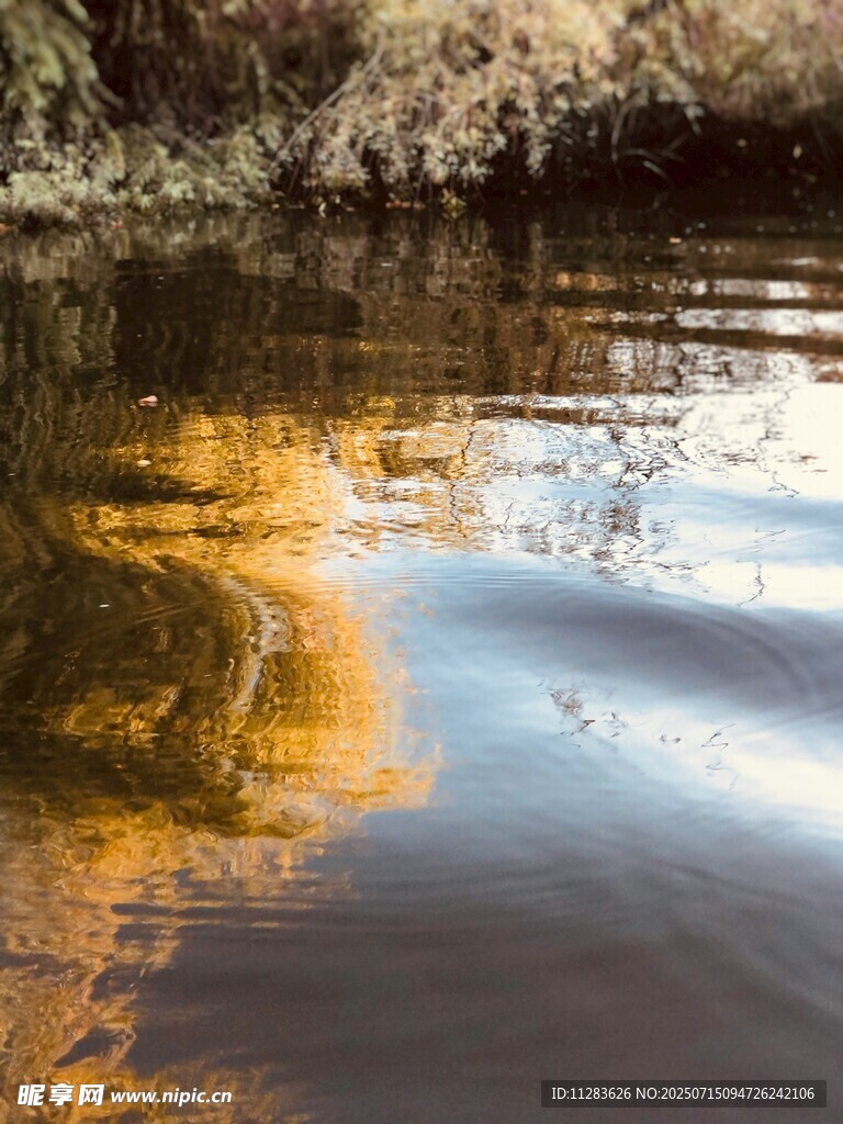 水面上的金黄植物倒影