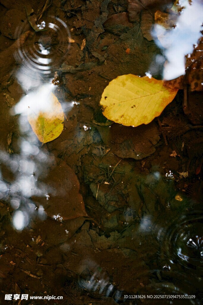 落叶入水泛起圈圈涟漪