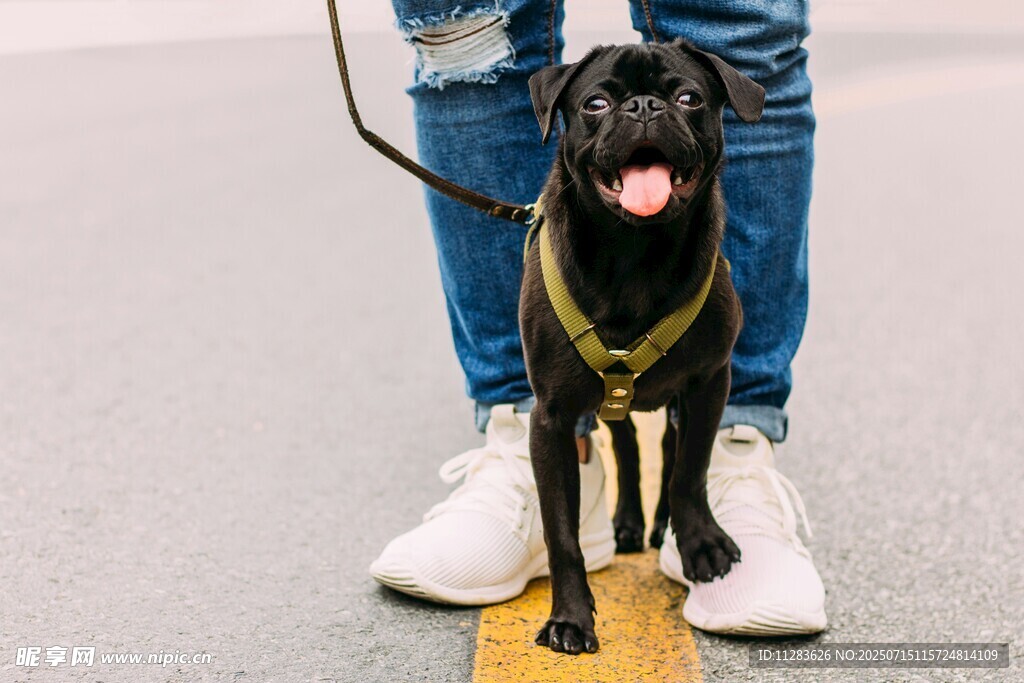 牵绳站立的黑色工作犬