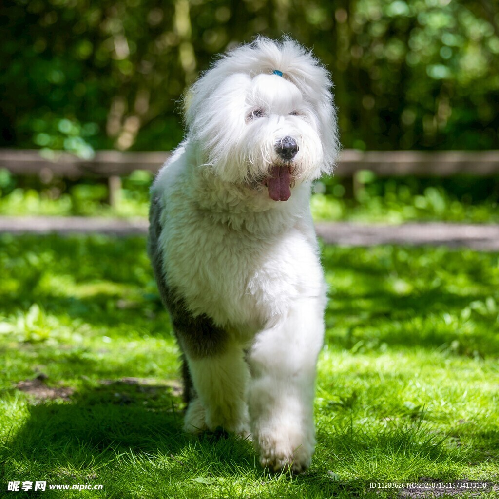 草地上行走的可爱古牧犬