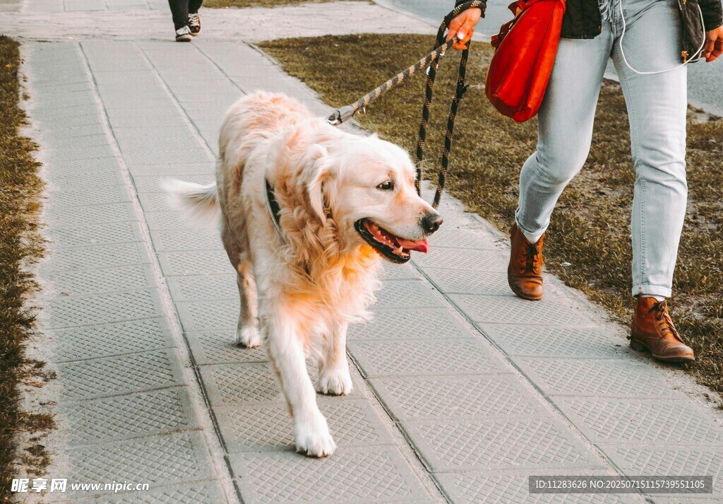 女子牵金毛犬惬意漫步