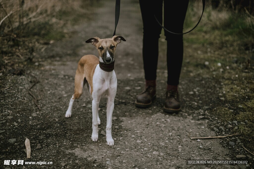 人与灵缇犬在户外的瞬间
