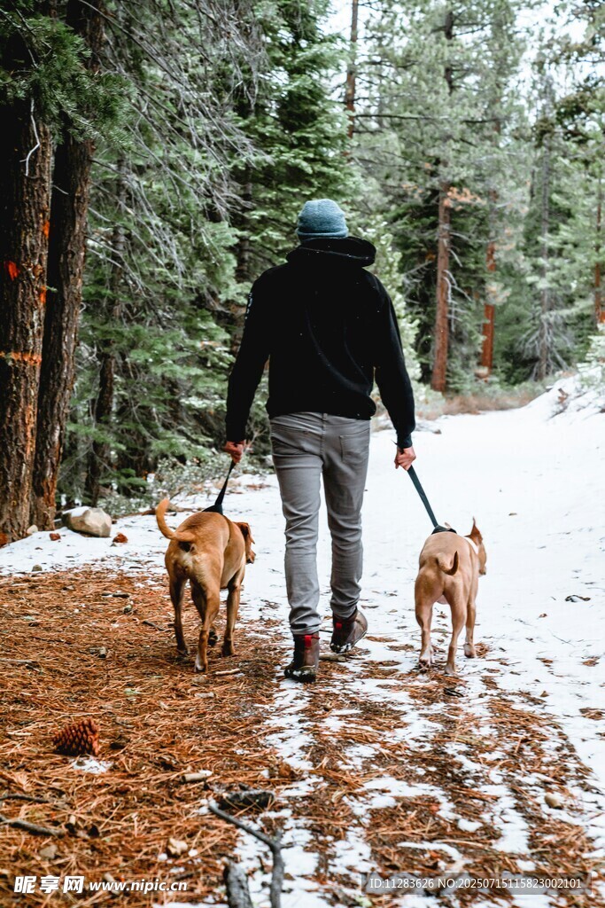 雪地中一人牵两犬漫步