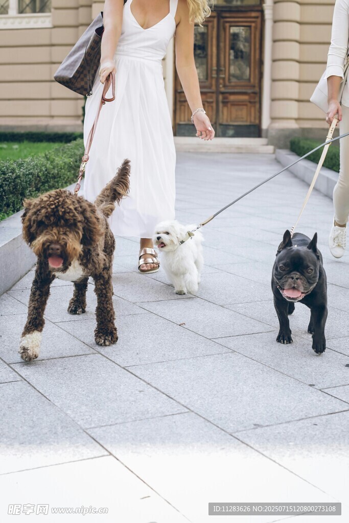 女子牵三只萌犬漫步