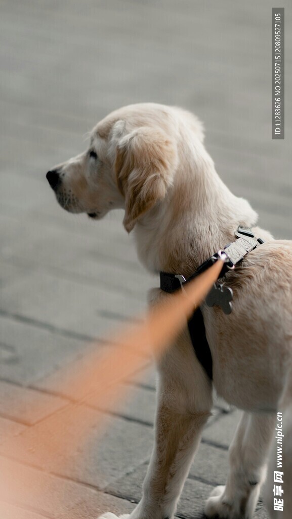 拴绳的金毛犬