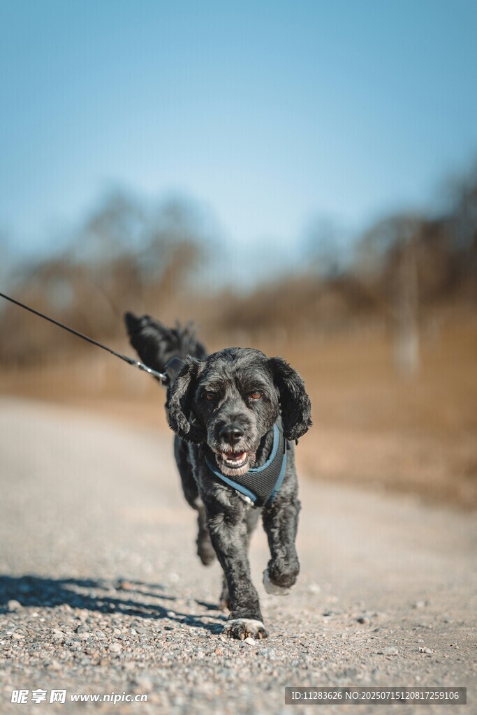 小狗牵绳欢快奔跑