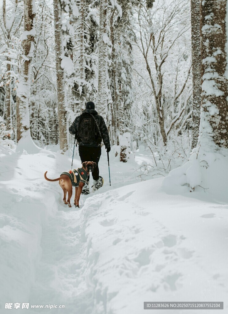 雪地中人与狗的漫步之旅