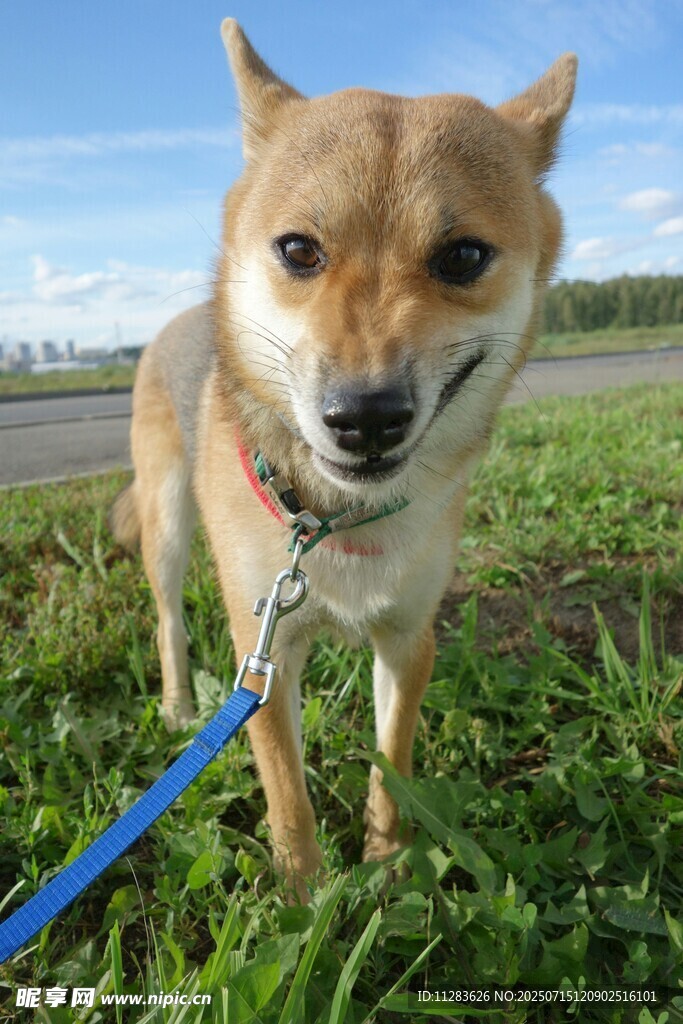拴绳柴犬站在绿草地上