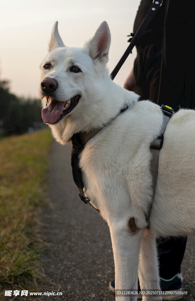 户外戴牵引的帅气白犬