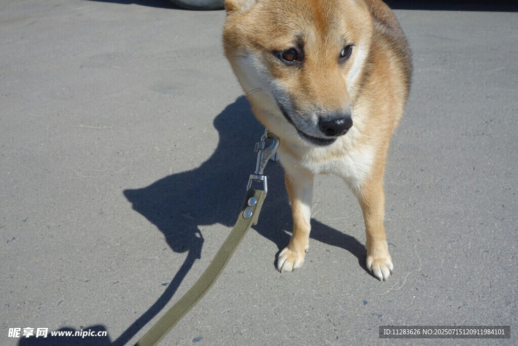 拴绳站立的可爱柴犬