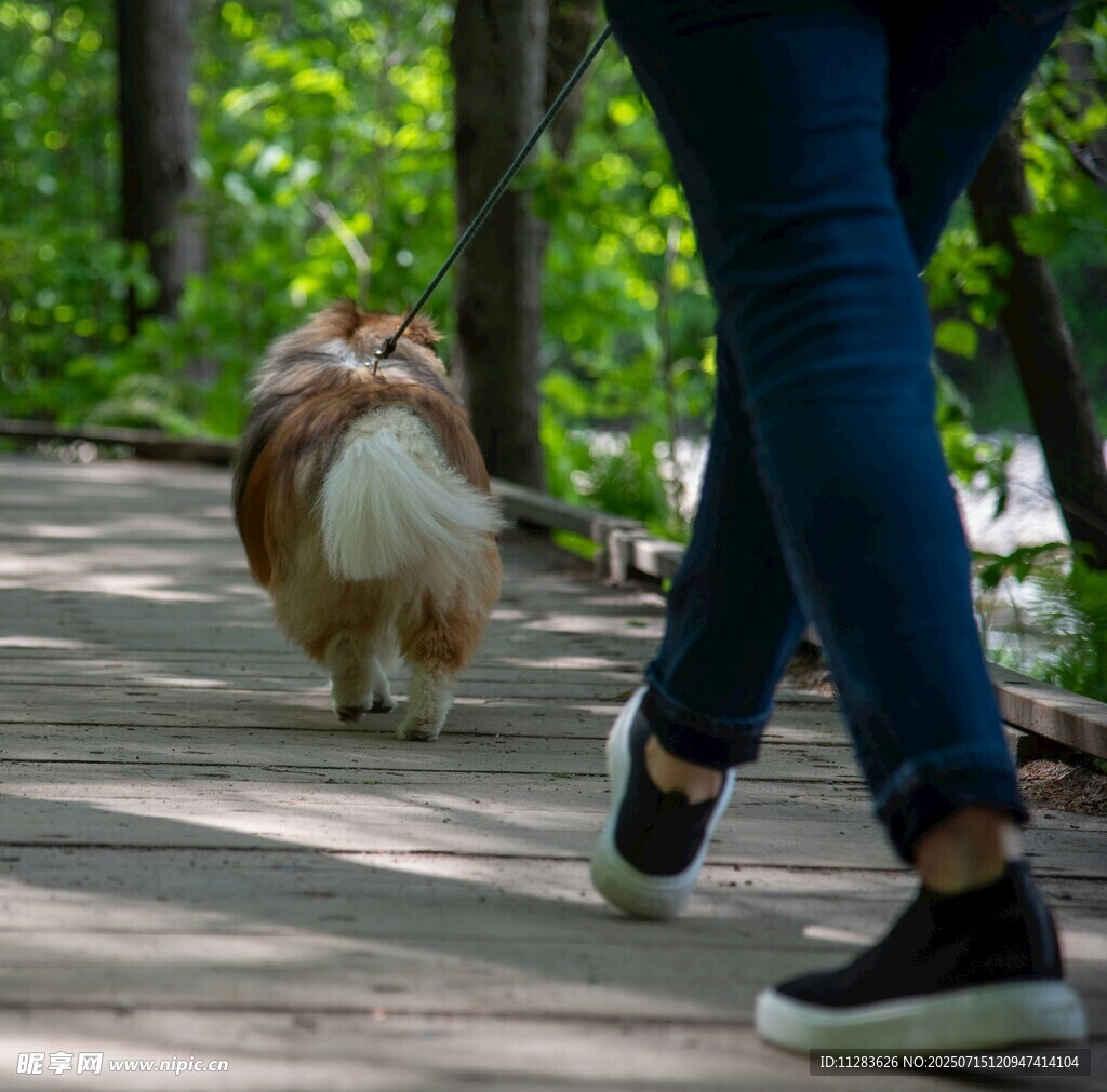 女子与长毛犬林间漫步