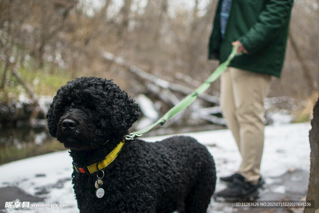 雪地中牵绳遛黑色贵宾犬