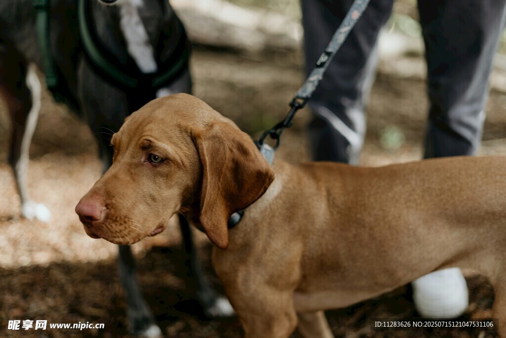 可爱幼犬户外被拴着