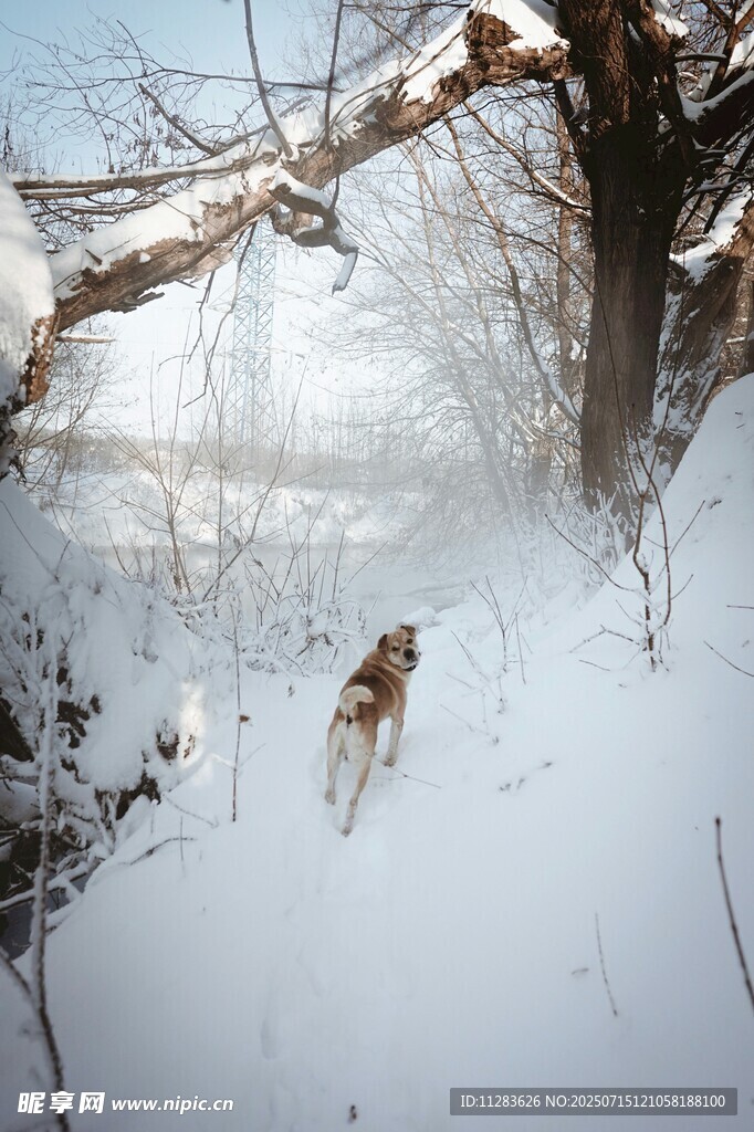 雪地中的狗