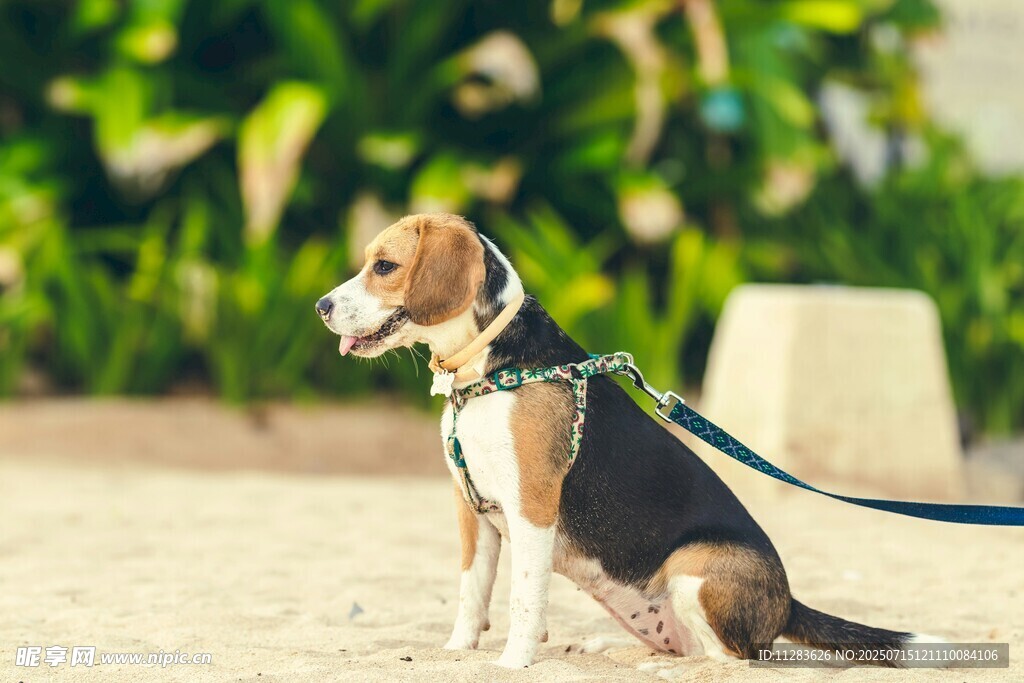 拴绳的小猎犬