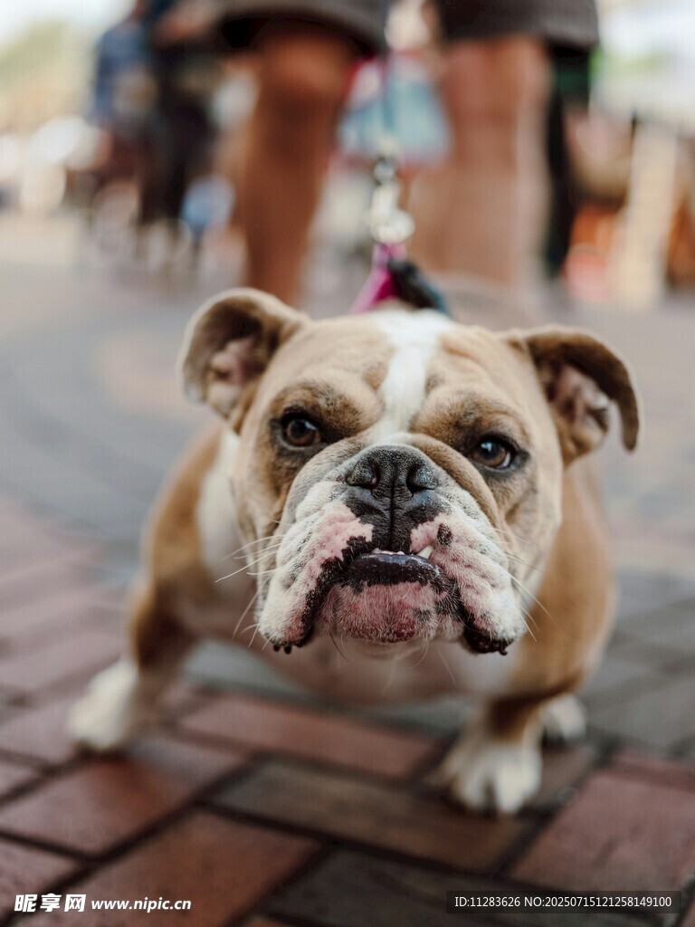 可爱斗牛犬街头萌态