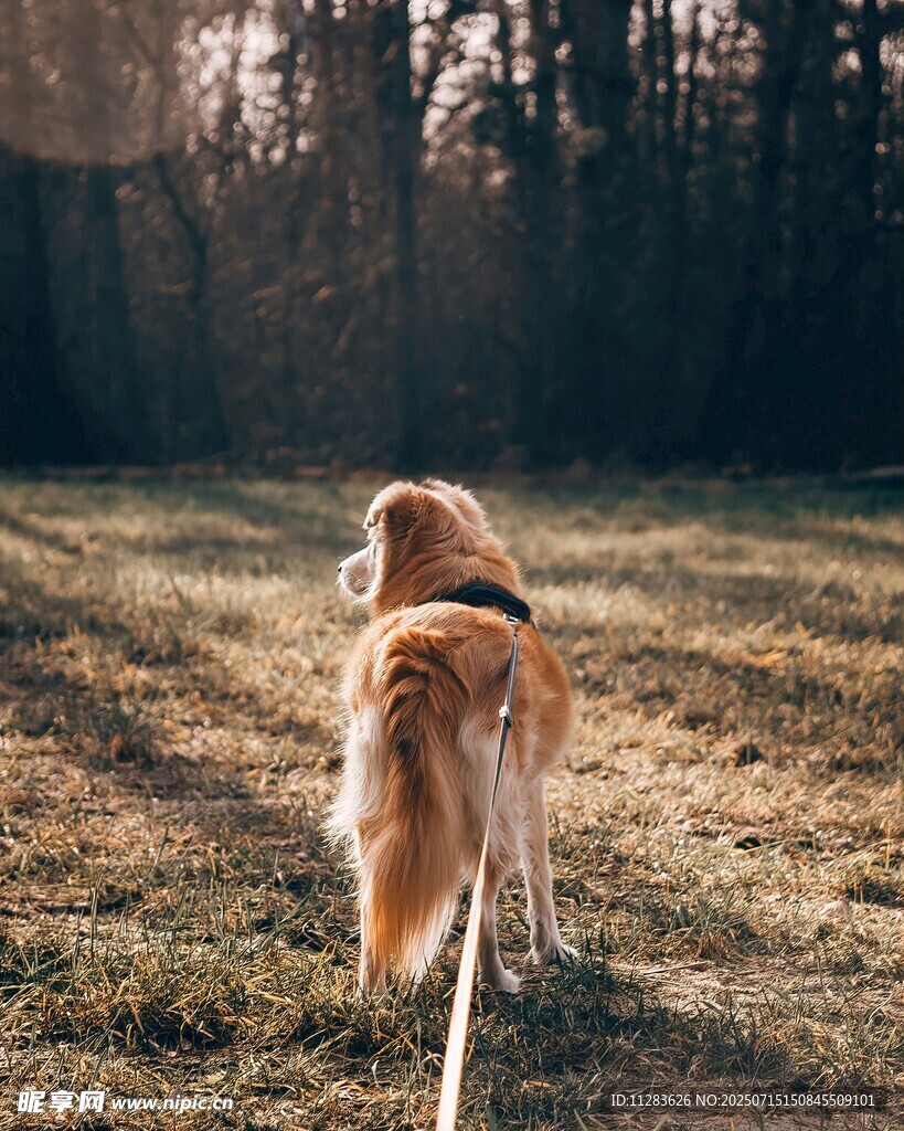 阳光下漫步的金毛犬