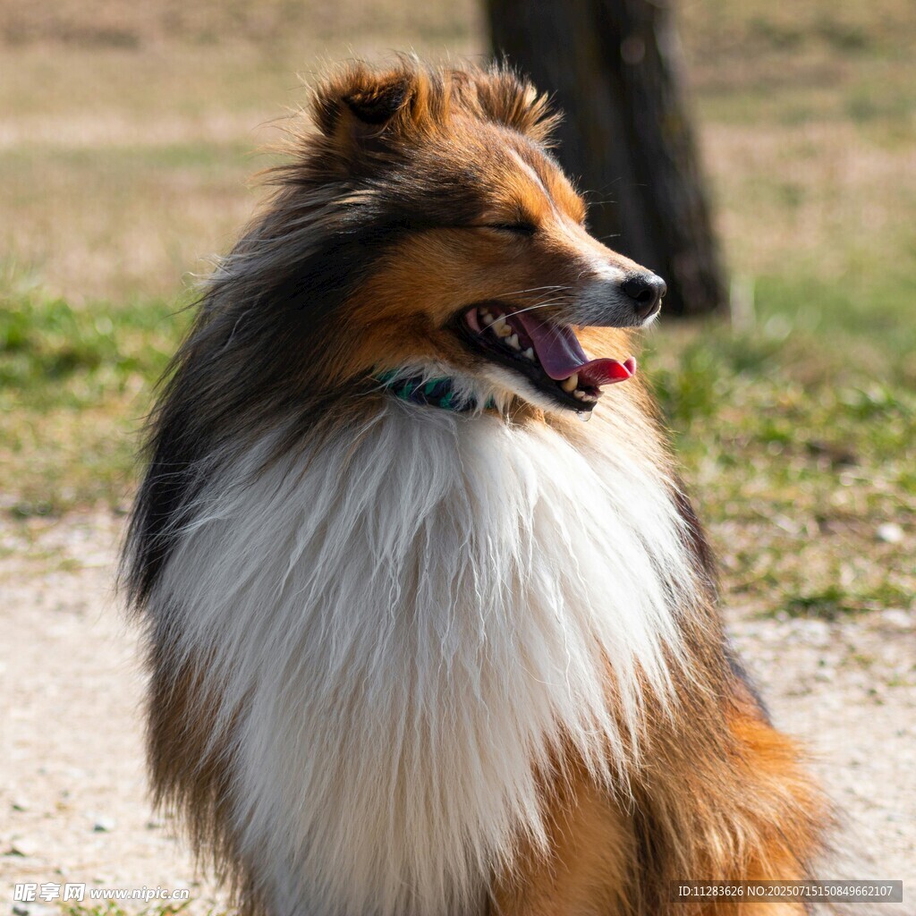 可爱牧羊犬户外惬意模样