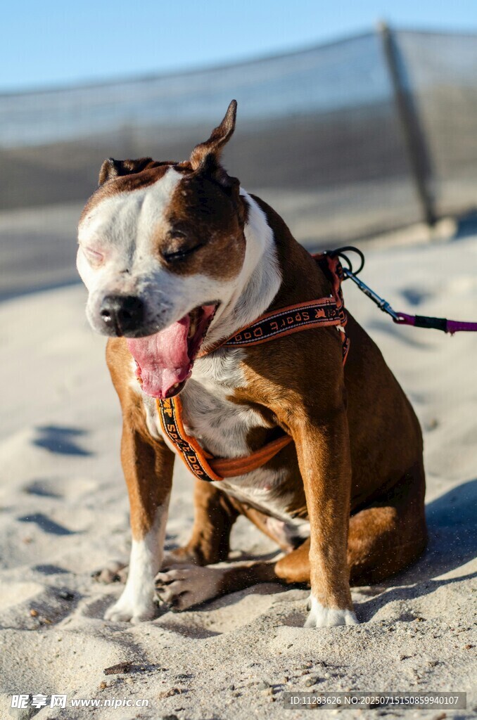 沙滩上的可爱斗牛犬