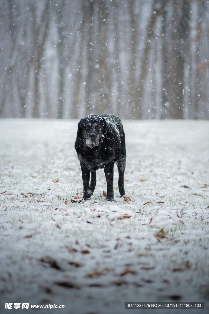 雪地中的黑色狗狗