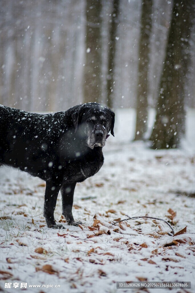 雪中黑狗