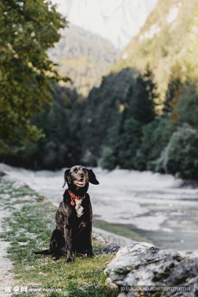 河畔萌犬